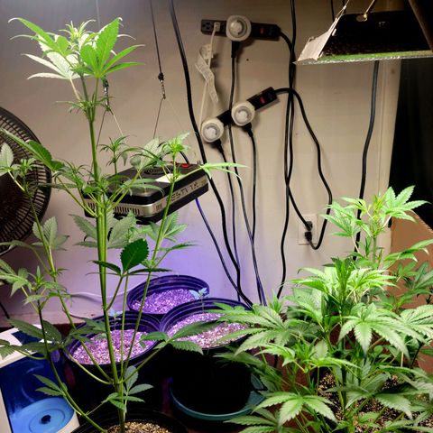 Tropicana Cookies Auto growlog timeline photo