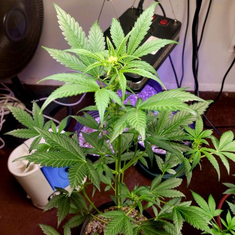 Tropicana Cookies Auto growlog timeline photo