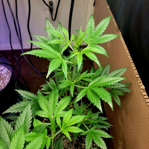 Tropicana Cookies Auto growlog timeline photo