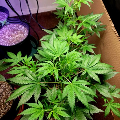 Tropicana Cookies Auto growlog timeline photo