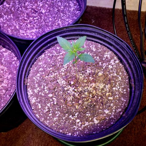 Red Poison Auto growlog timeline photo
