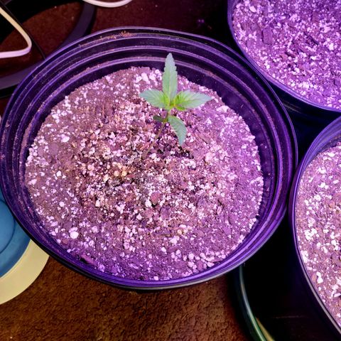 Red Poison Auto growlog timeline photo