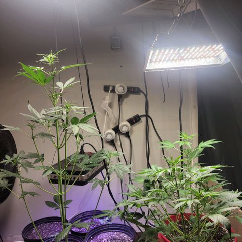 Tropicana Cookies Auto growlog timeline photo
