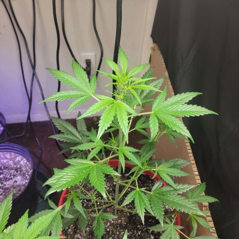 Tropicana Cookies Auto growlog timeline photo