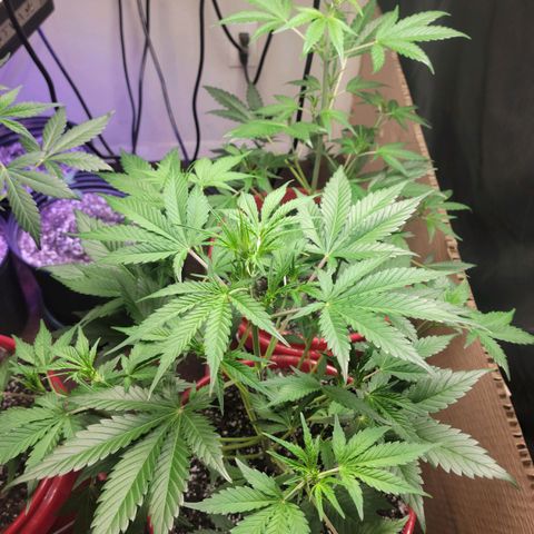 Tropicana Cookies Auto growlog timeline photo