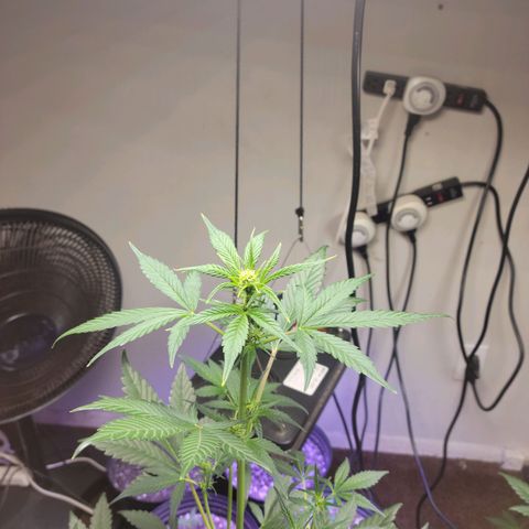 Tropicana Cookies Auto growlog timeline photo