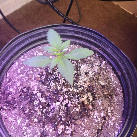 Red Poison Auto growlog timeline photo