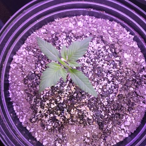 Red Poison Auto growlog timeline photo