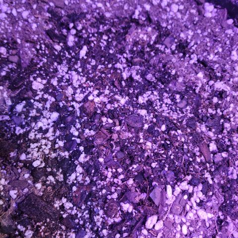 Red Poison Auto growlog timeline photo