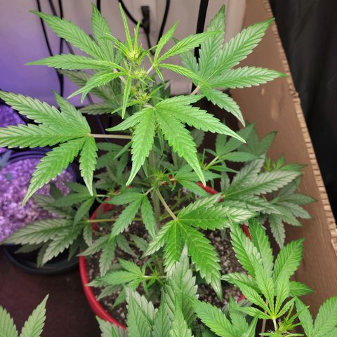 Tropicana Cookies Auto growlog timeline photo