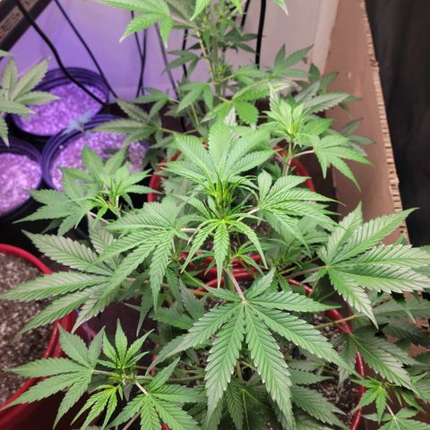 Tropicana Cookies Auto growlog timeline photo