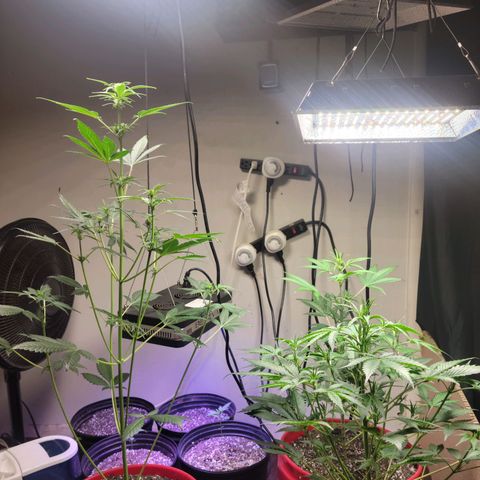 Tropicana Cookies Auto growlog timeline photo