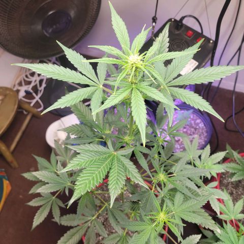 Tropicana Cookies Auto growlog timeline photo