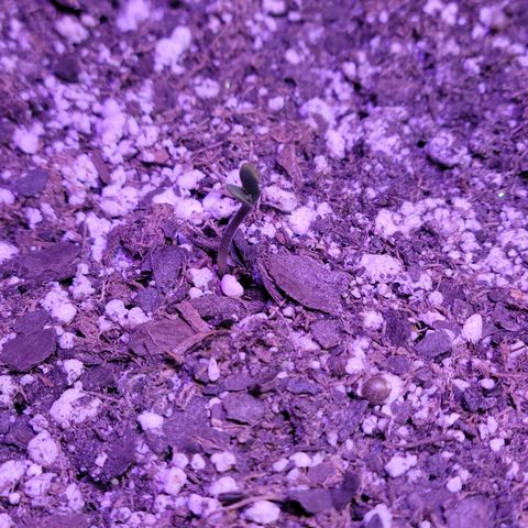Red Poison Auto growlog timeline photo