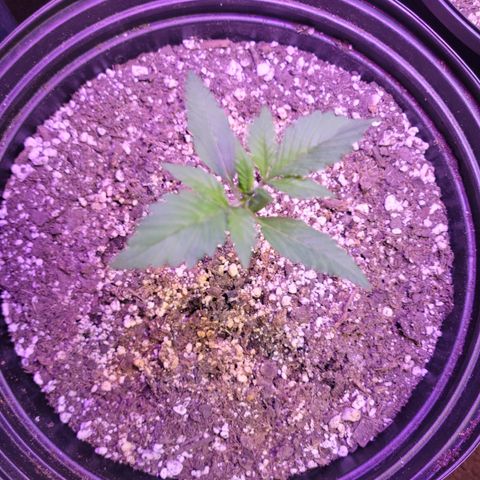 Red Poison Auto growlog timeline photo