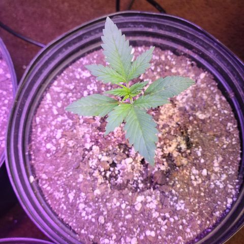 Red Poison Auto growlog timeline photo