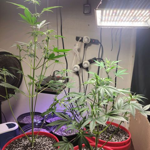 Tropicana Cookies Auto growlog timeline photo