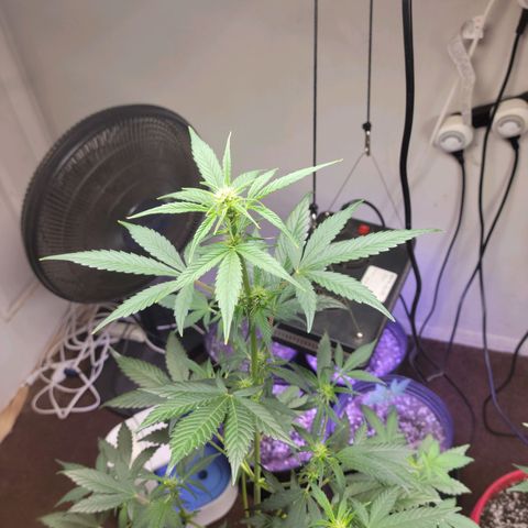 Tropicana Cookies Auto growlog timeline photo
