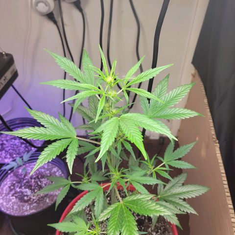 Tropicana Cookies Auto growlog timeline photo