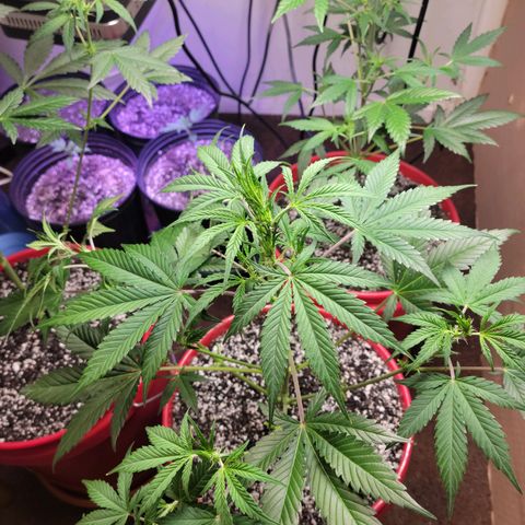 Tropicana Cookies Auto growlog timeline photo