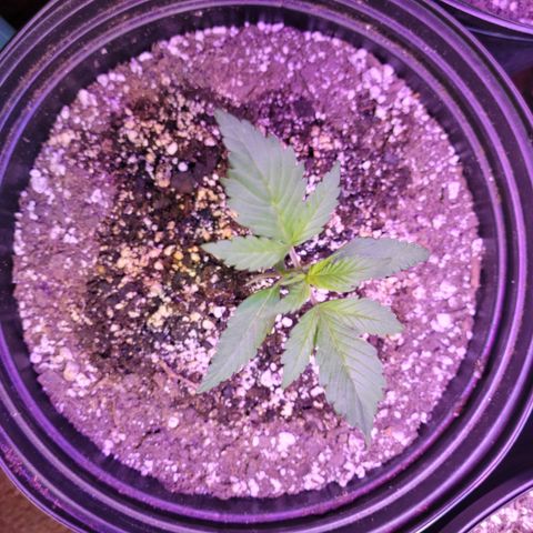 Red Poison Auto growlog timeline photo