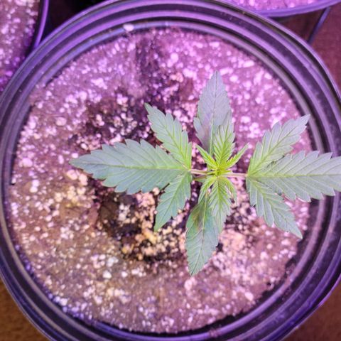 Red Poison Auto growlog timeline photo