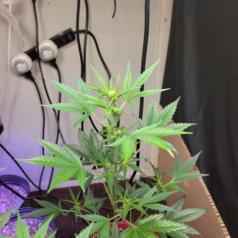Tropicana Cookies Auto growlog timeline photo