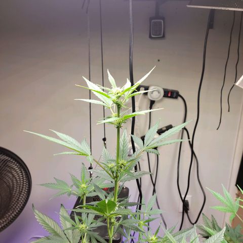 Tropicana Cookies Auto growlog timeline photo