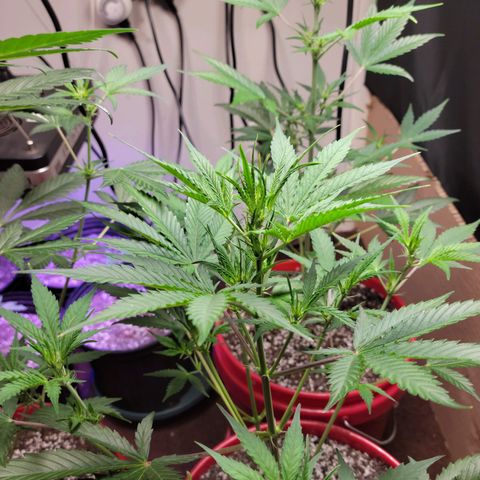 Tropicana Cookies Auto growlog timeline photo