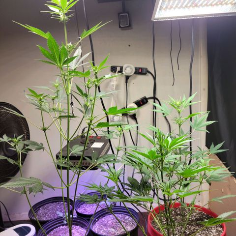Tropicana Cookies Auto growlog timeline photo
