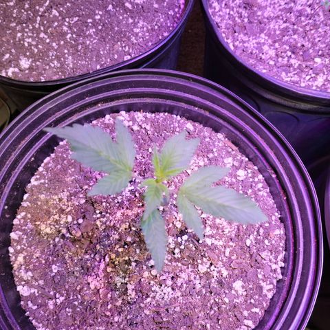 Red Poison Auto growlog timeline photo
