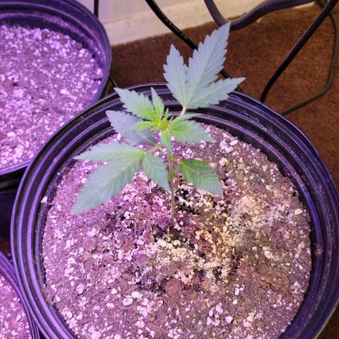 Red Poison Auto growlog timeline photo