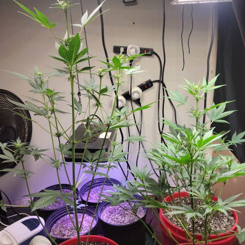 Tropicana Cookies Auto growlog timeline photo