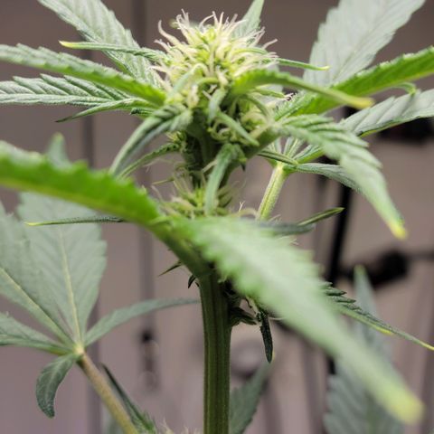 Tropicana Cookies Auto growlog timeline photo