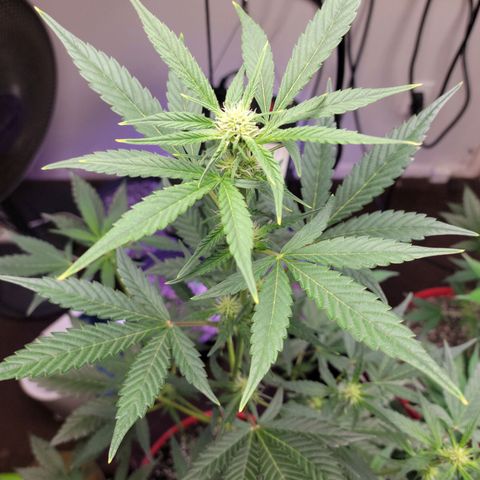 Tropicana Cookies Auto growlog timeline photo