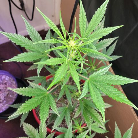 Tropicana Cookies Auto growlog timeline photo