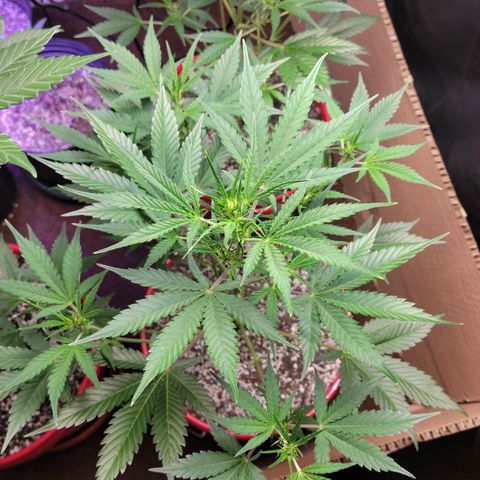 Tropicana Cookies Auto growlog timeline photo