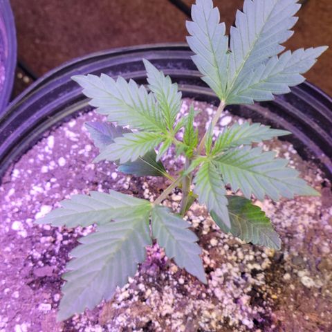 Red Poison Auto growlog timeline photo