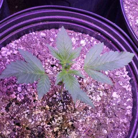 Red Poison Auto growlog timeline photo