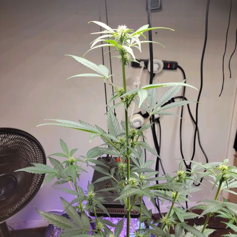 Tropicana Cookies Auto growlog timeline photo
