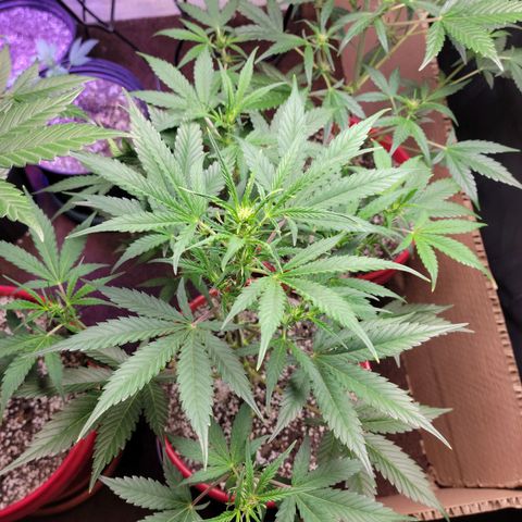 Tropicana Cookies Auto growlog timeline photo
