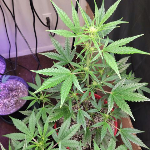 Tropicana Cookies Auto growlog timeline photo