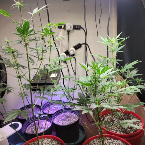 Tropicana Cookies Auto growlog timeline photo