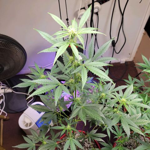 Tropicana Cookies Auto growlog timeline photo