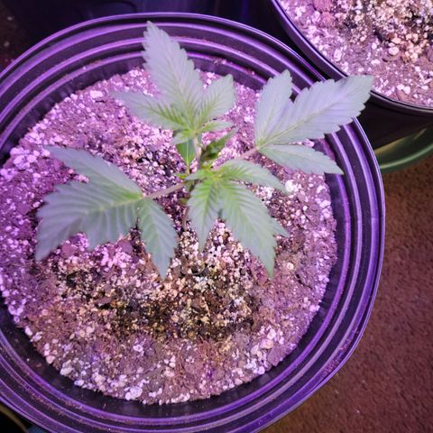 Red Poison Auto growlog timeline photo