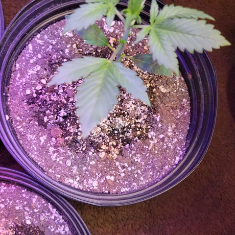 Red Poison Auto growlog timeline photo