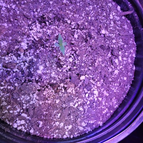 Red Poison Auto growlog timeline photo
