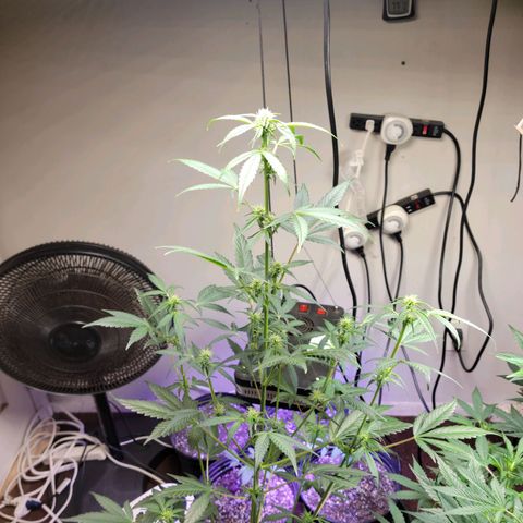 Tropicana Cookies Auto growlog timeline photo
