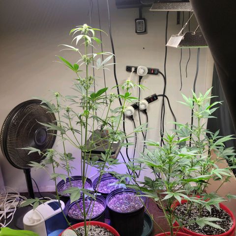 Tropicana Cookies Auto growlog timeline photo