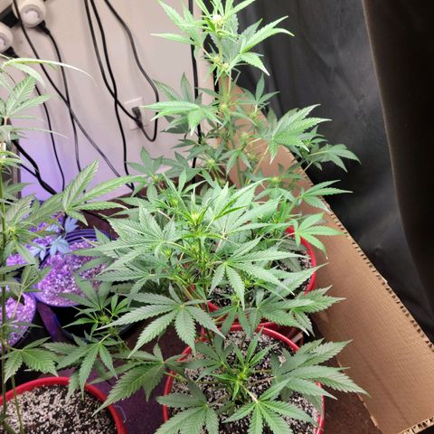 Tropicana Cookies Auto growlog timeline photo